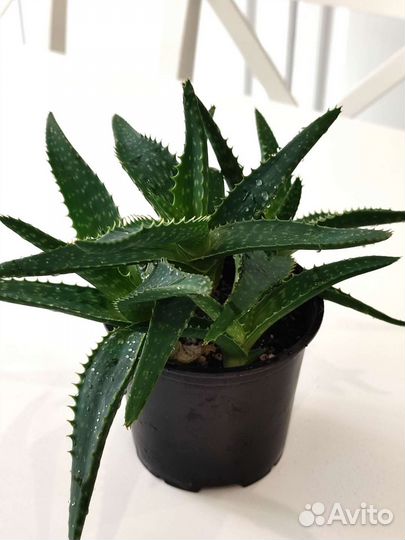 Суккуленты