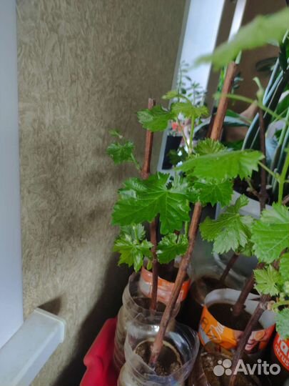 Саженцы винограда