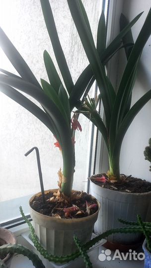 Кливия clivia
