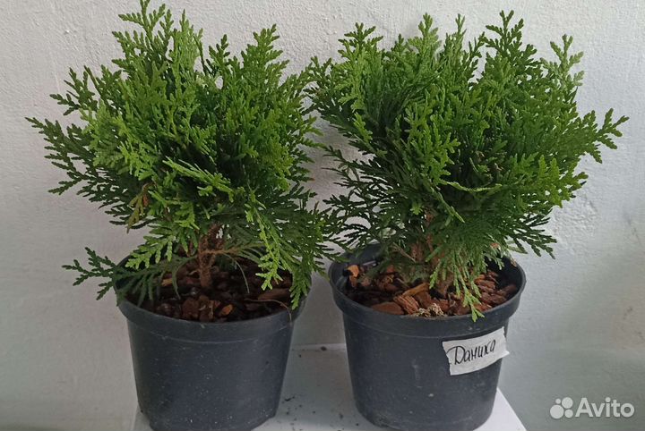 Ель Глаука,Можжевельники, Туи