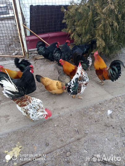 Куры петухи микс 5 месяцев, и петухи бентамки