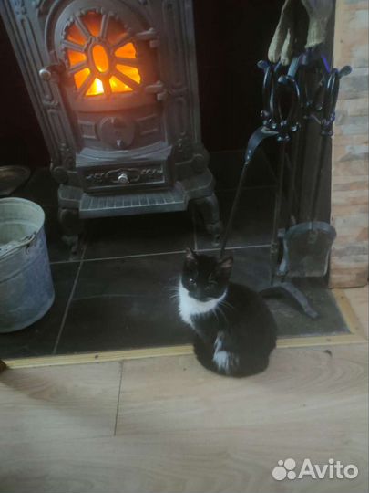 Котёнок в хорошие руки