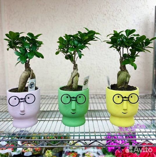 Бонсай Фикус Гинсенг в кашпо