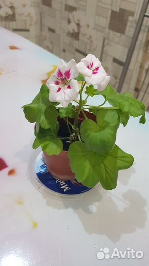 Пеларгония (герань)