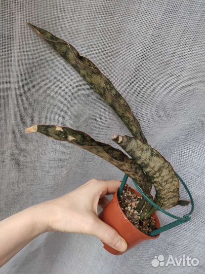 Сингониум, папоротник, филодендрон