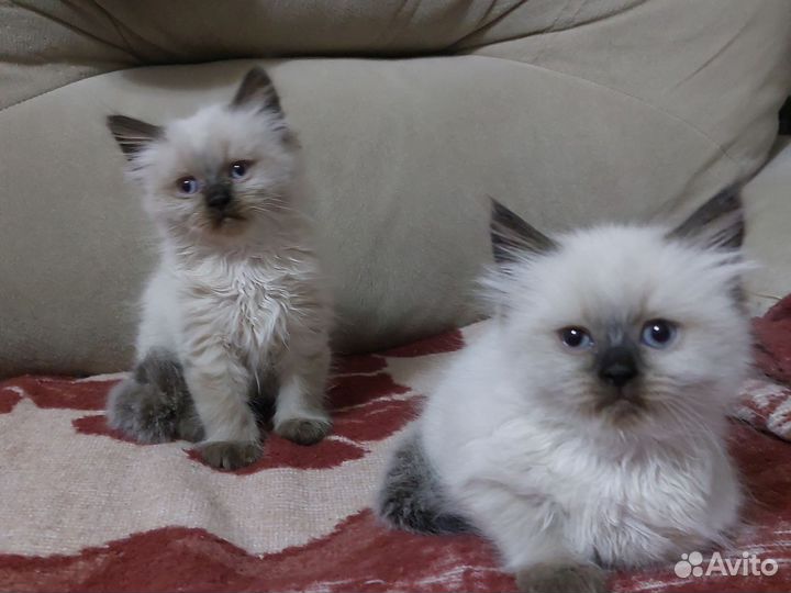 Невская маскарадная