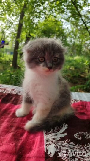 Кошка вислоухая, трехцветная