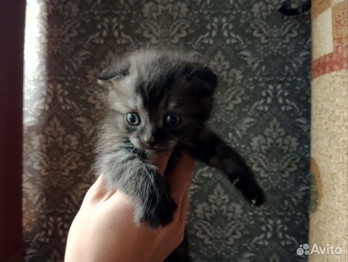 Отдам бесплатно