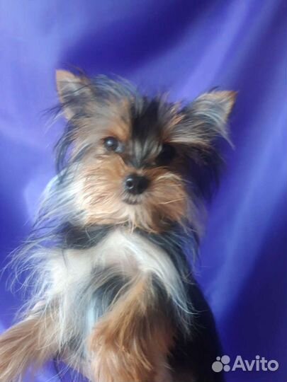 Йоркширский терьер мини