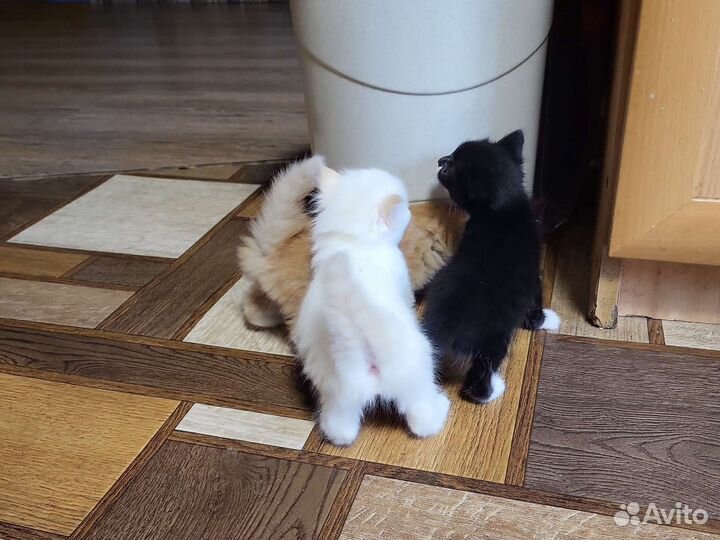 Котята в добрые руки бесплатно