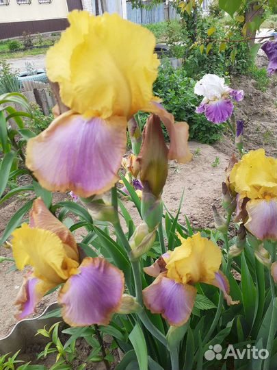 Ирисы бородатые