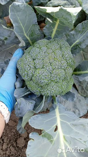 Капуста брокколи