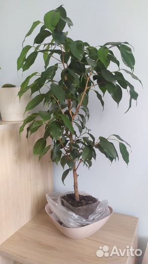 Фикус бенджамина