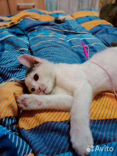 Котенок в добрые руки