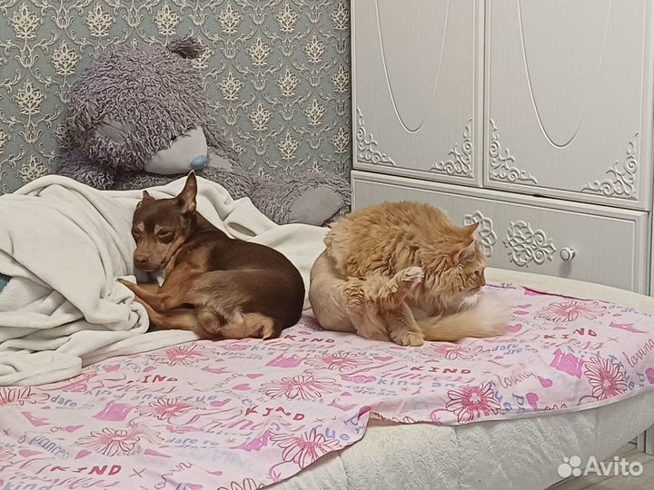 Добрый пёс в добрые руки