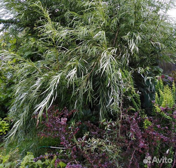 Ива вавилонская