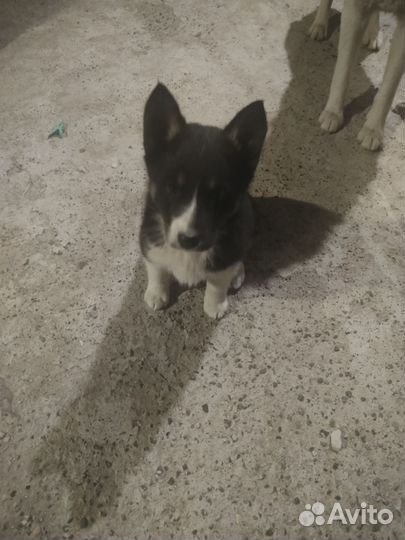 Щенки хаски бесплатно