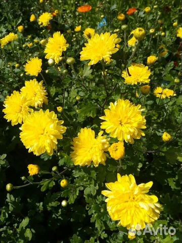 Кусты хризонтем