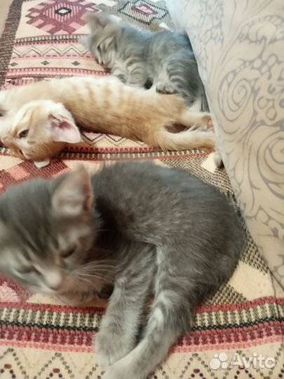 Отдам котят в добрые руки