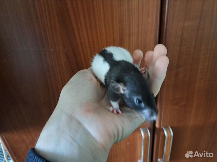 Крысята бесплатно