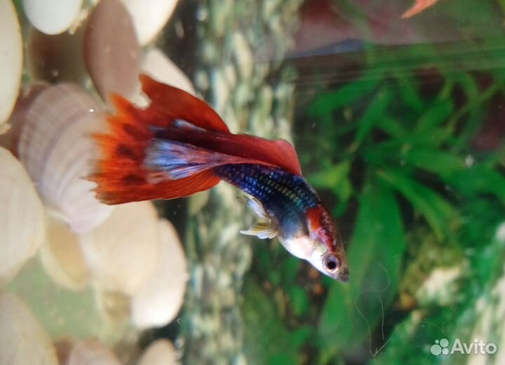 Рыбки гуппи