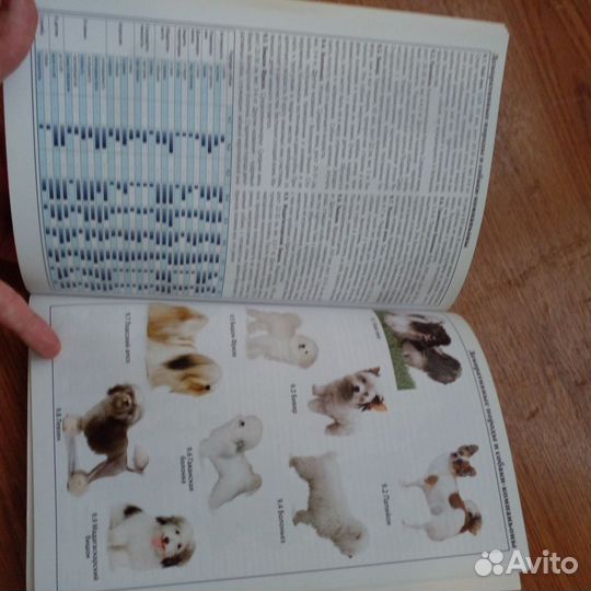 Намордник, шампунь.книга о породах, расческа