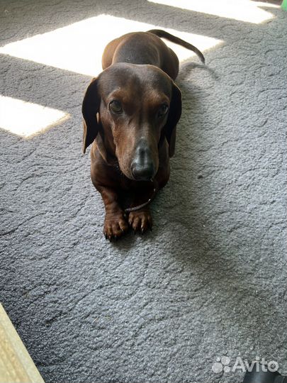 Такса Мальчик Вязка