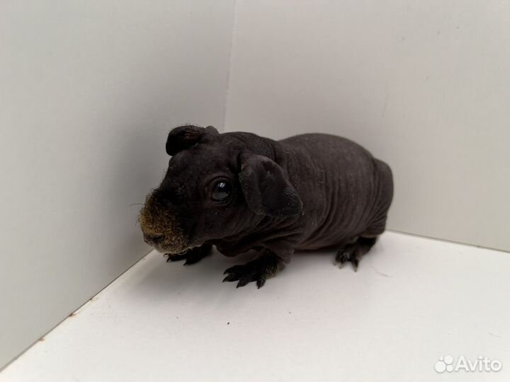 Морская свинка скинни, девочка