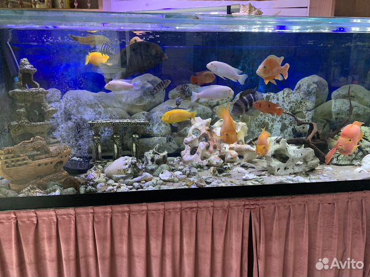 Аквариум