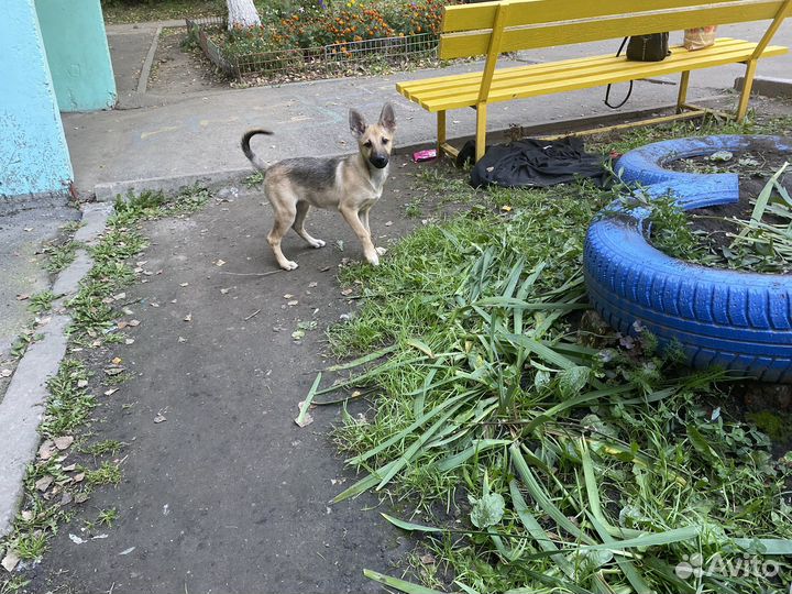 Щенок девочка в добрые руки