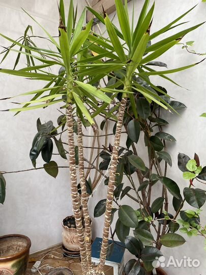 Пальма юкка