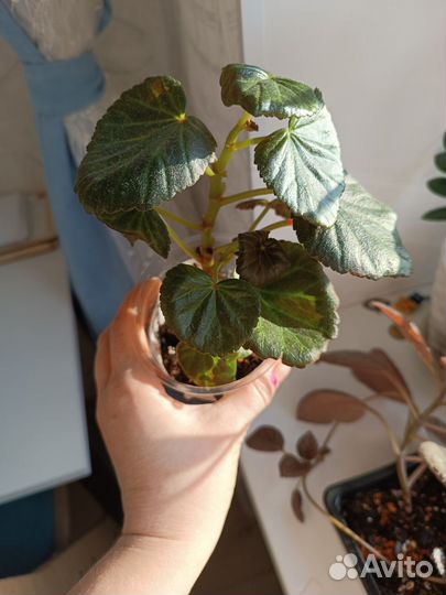 Бегония Элатиор Ceveca