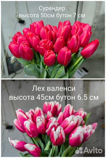 Луковицы тюльпанов