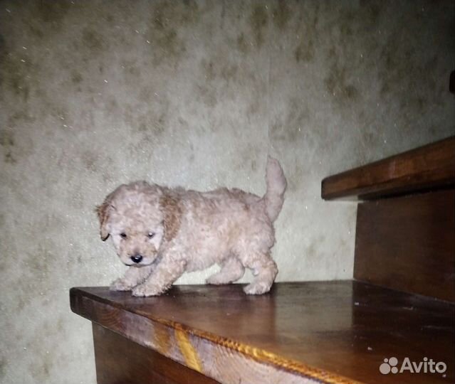 Щенки той и карликого пуделя