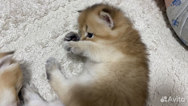 Шотландская золотая шиншилла