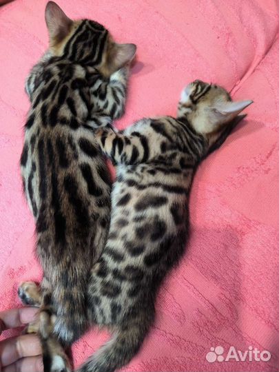 Бенгальские котята