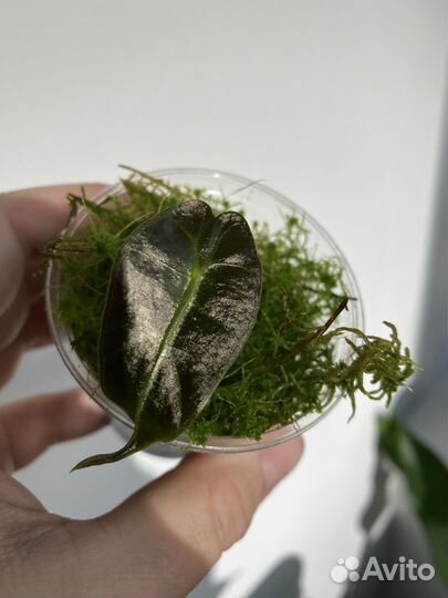 Алоказия полли