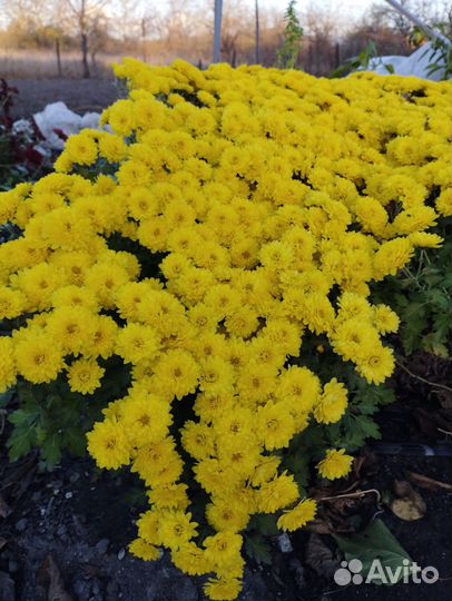 Хризантема мультифлора и корейская