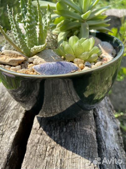 Композиция с суккулентами