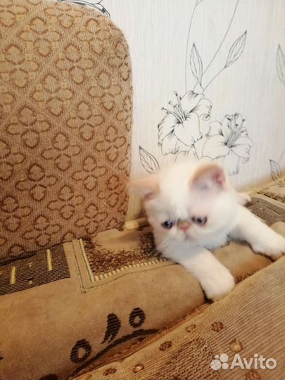 Котята экзоты