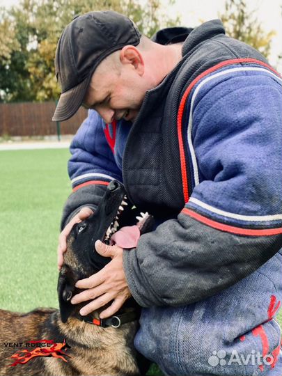 Дрессировка и воспитание собак, кинолог