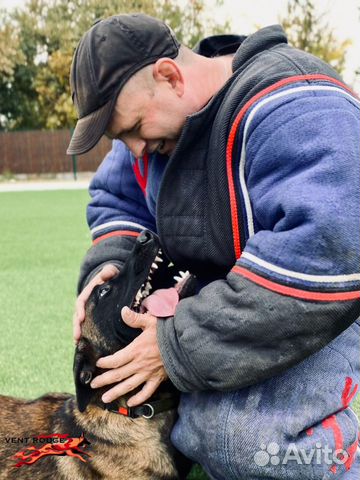 Дрессировка и воспитание собак, кинолог