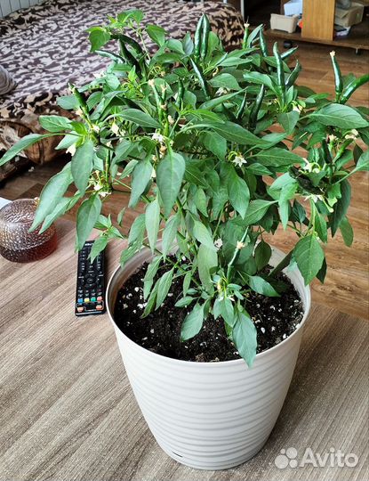 Перец комнатный острый