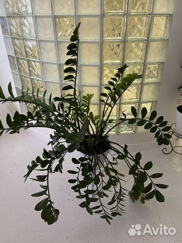 Замиокулькас долларовое дерево