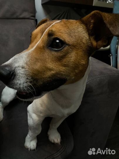 Вязка джек рассел