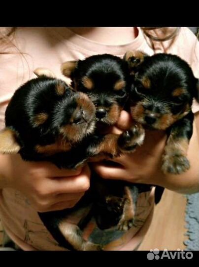 Щенки йорка бронь