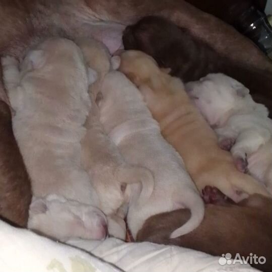 Щенки шарпей