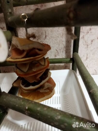 Стенд для попугая