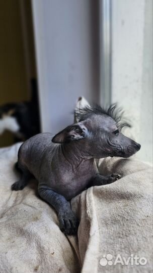 Ксолоитцкуинтли мексиканская голая собака