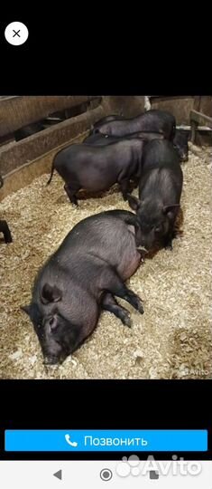 Вьетнамские поросята